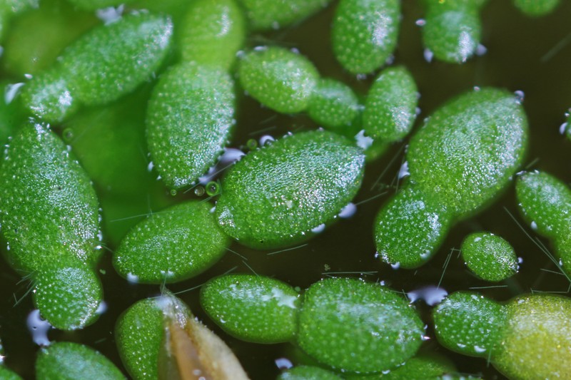 Northern Watermeal