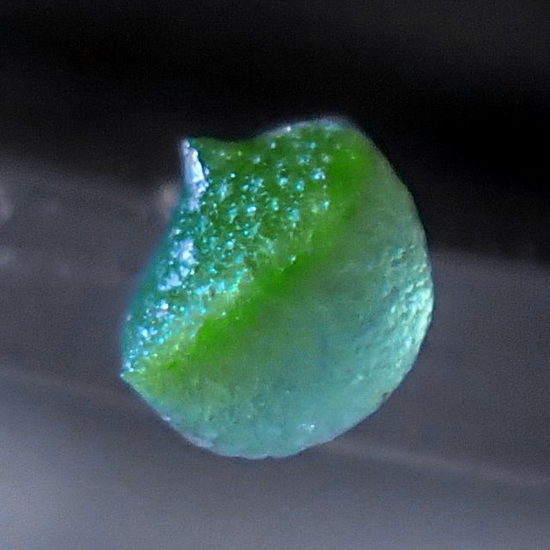 Brazilian Watermeal photo 5