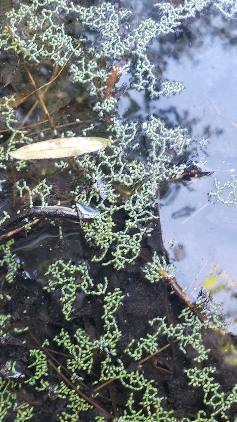 Brazilian Watermeal photo 6