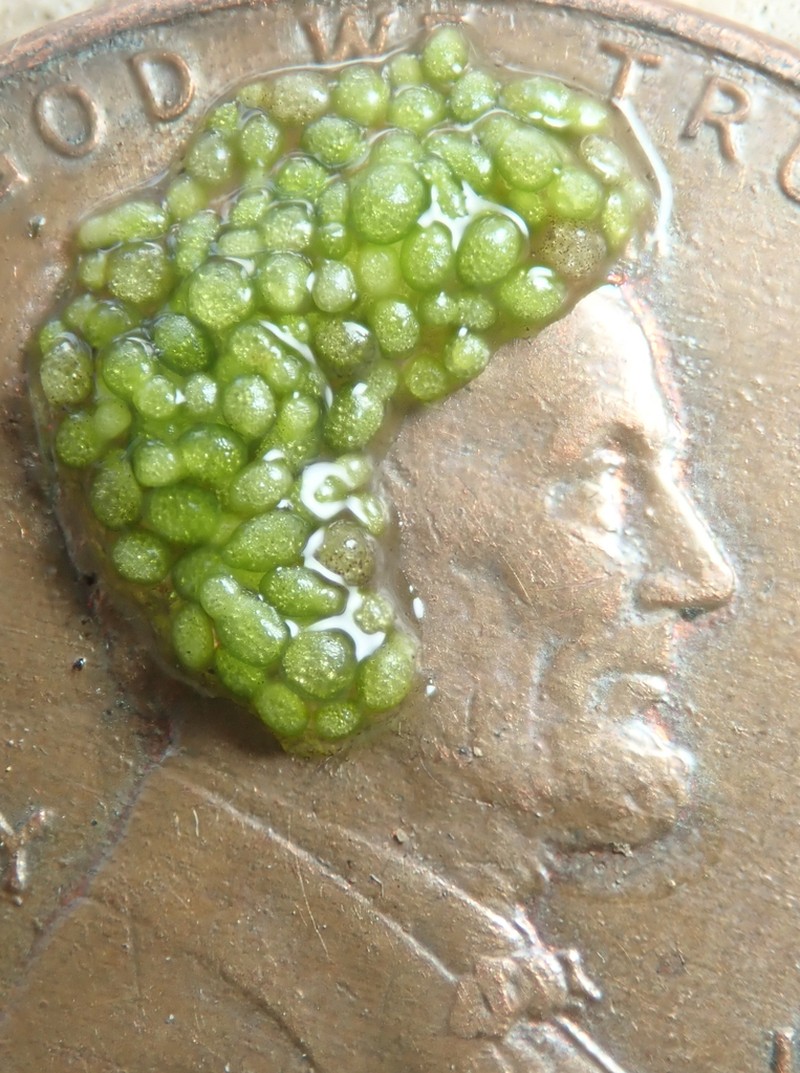 Columbian Watermeal photo 4