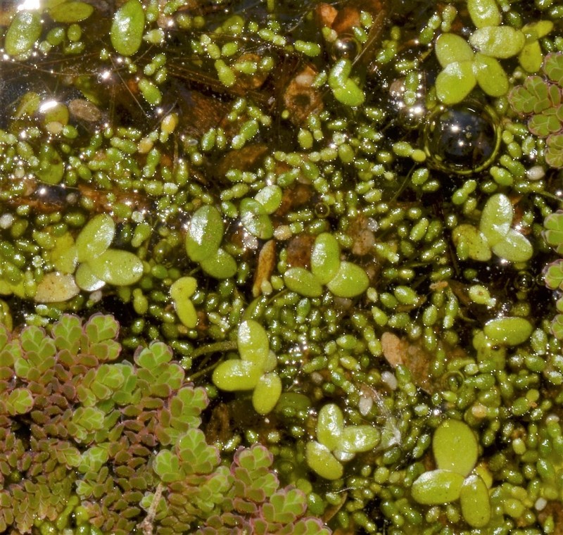 Columbian Watermeal photo 5