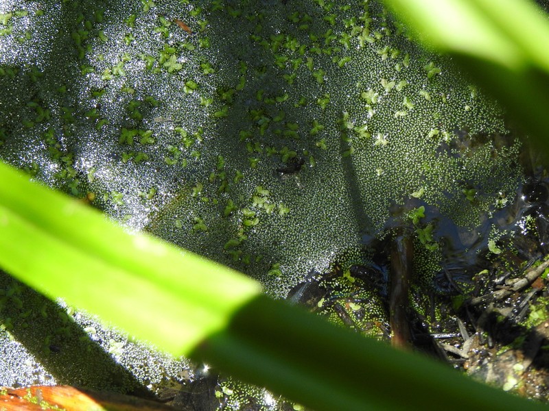 Columbian Watermeal photo 6