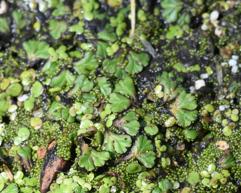 Columbian Watermeal photo 7