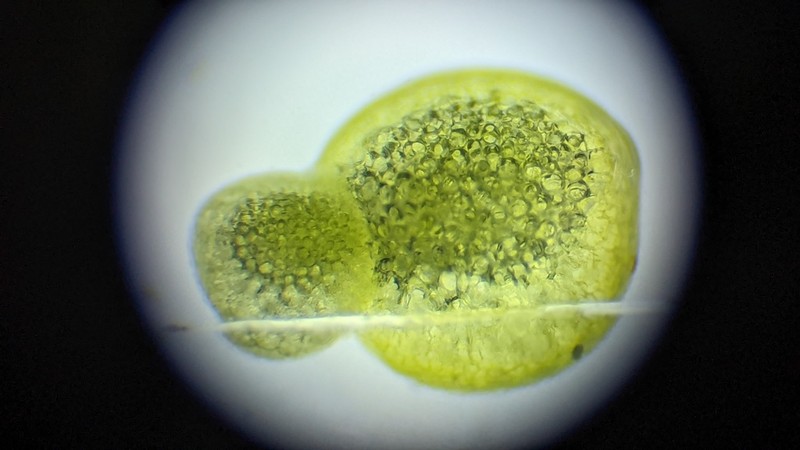 Columbian Watermeal photo 8