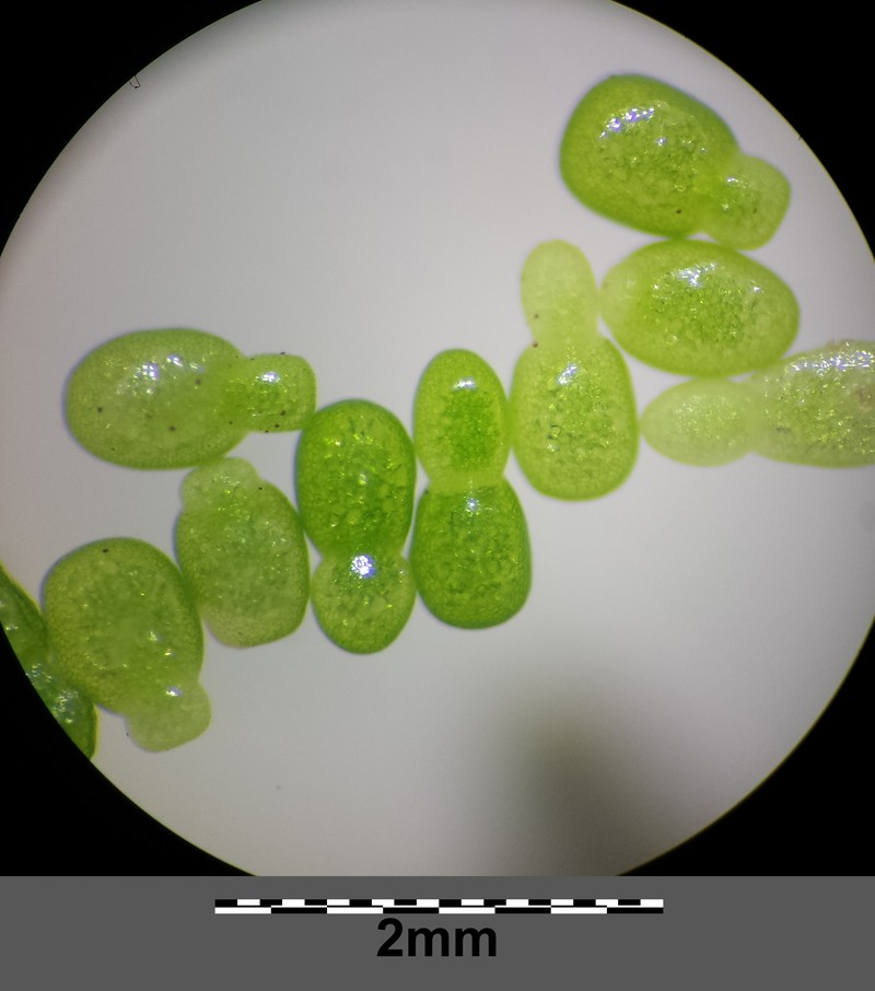 Columbian Watermeal photo 4