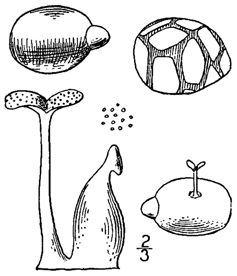 Columbian Watermeal