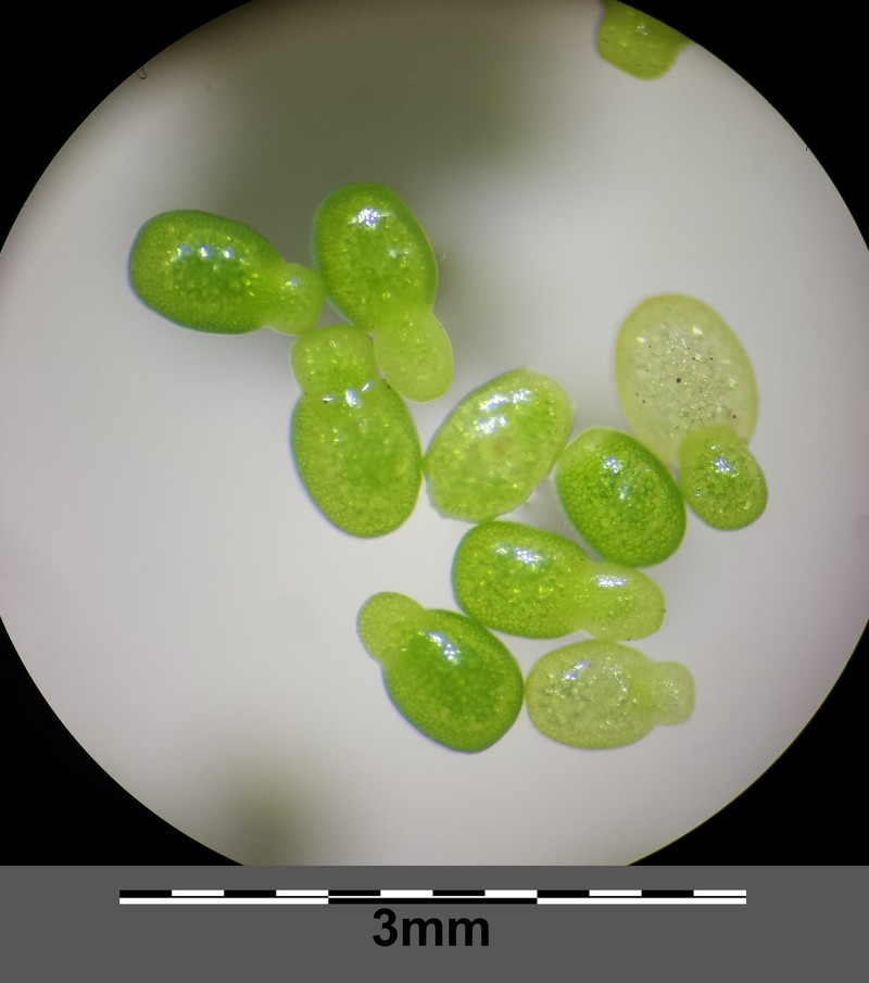 Columbian Watermeal photo 2
