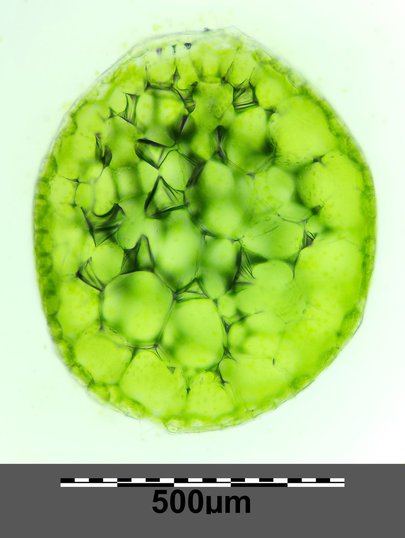 Columbian Watermeal photo 3