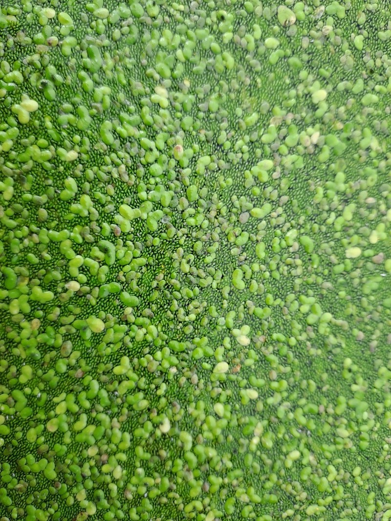 Asian Watermeal