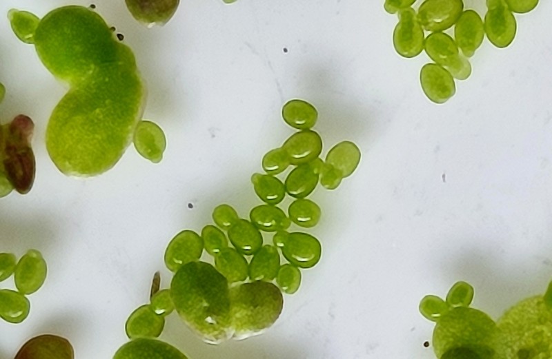 Asian Watermeal photo 2