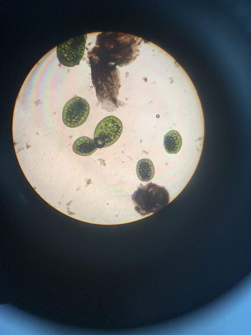 Asian Watermeal photo 4