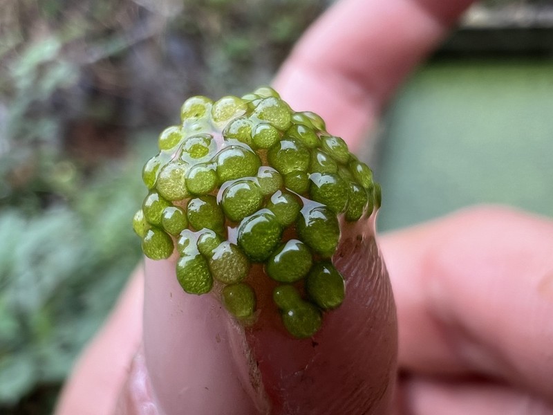 Asian Watermeal photo 5