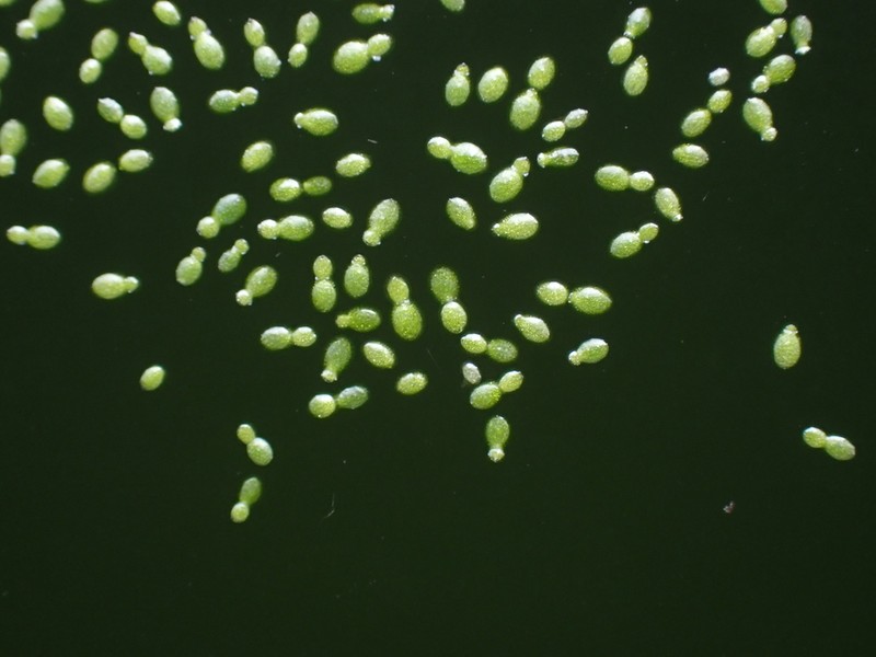 Asian Watermeal photo 6