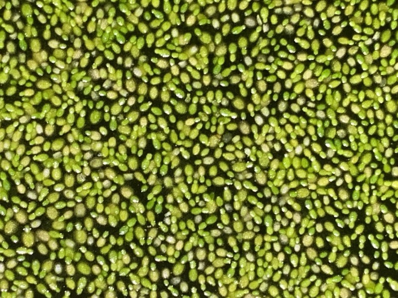 Asian Watermeal photo 7