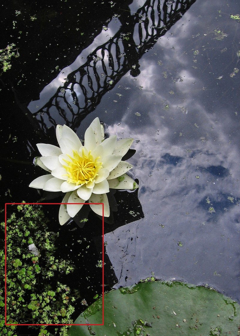 Asian Watermeal photo 8