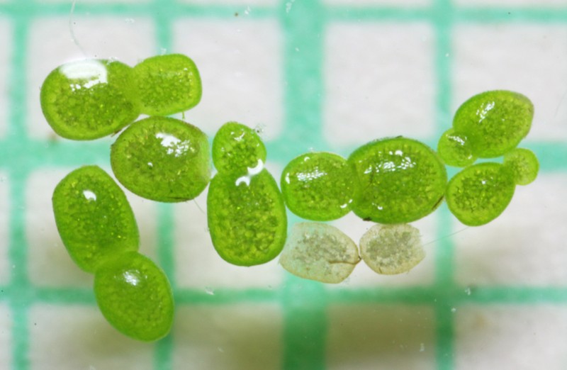 Asian Watermeal photo 2