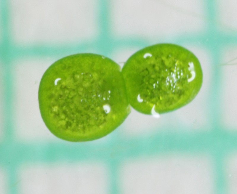 Asian Watermeal photo 3