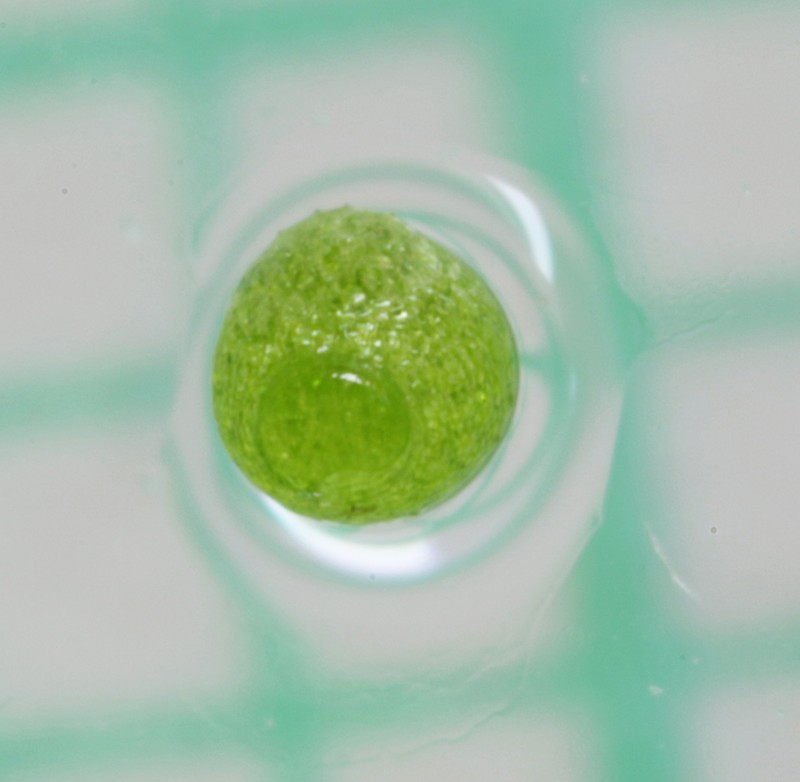 Asian Watermeal photo 4