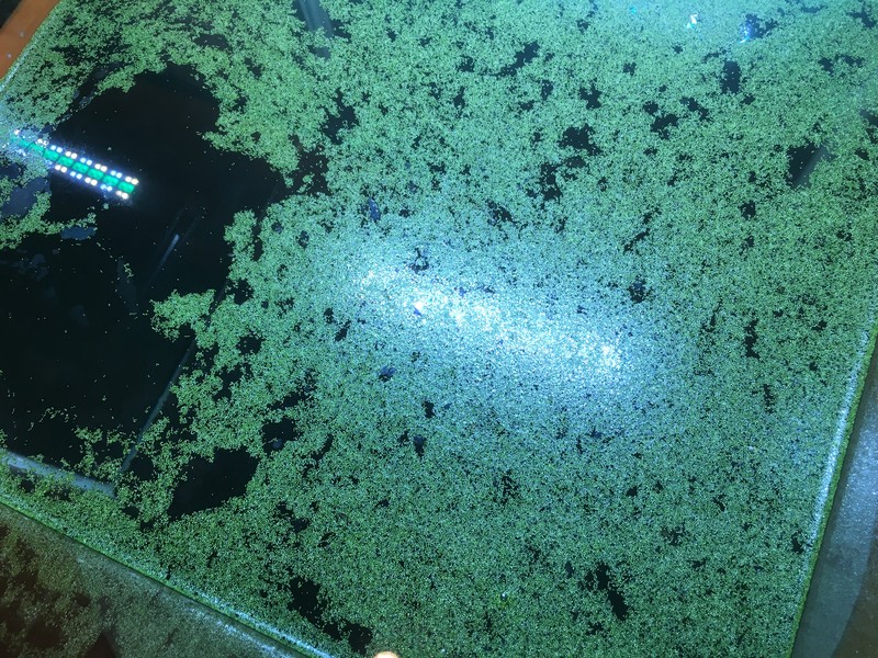 Asian Watermeal photo 5