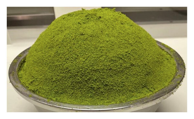Asian Watermeal photo 6