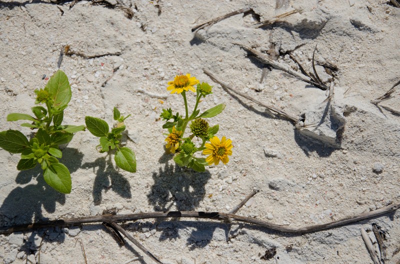 Sea Daisy photo 5
