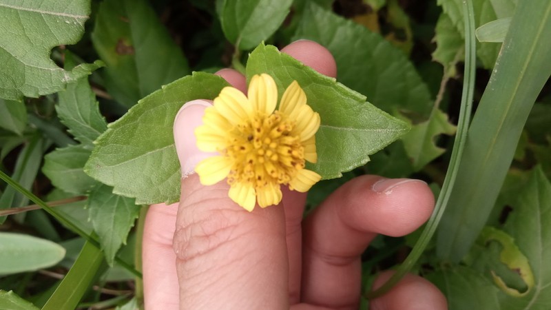 Sea Daisy photo 6