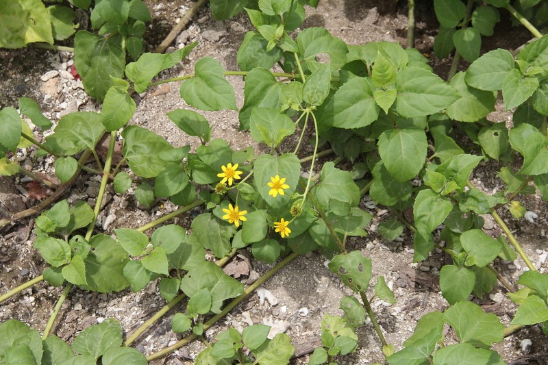 Sea Daisy photo 7
