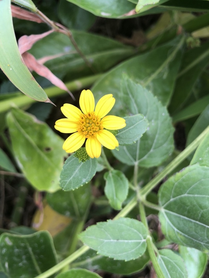 Sea Daisy photo 9