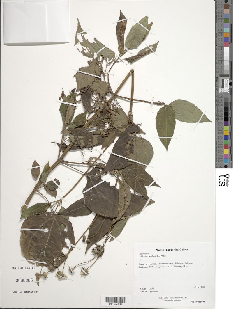 Wollastonia biflora var. biflora