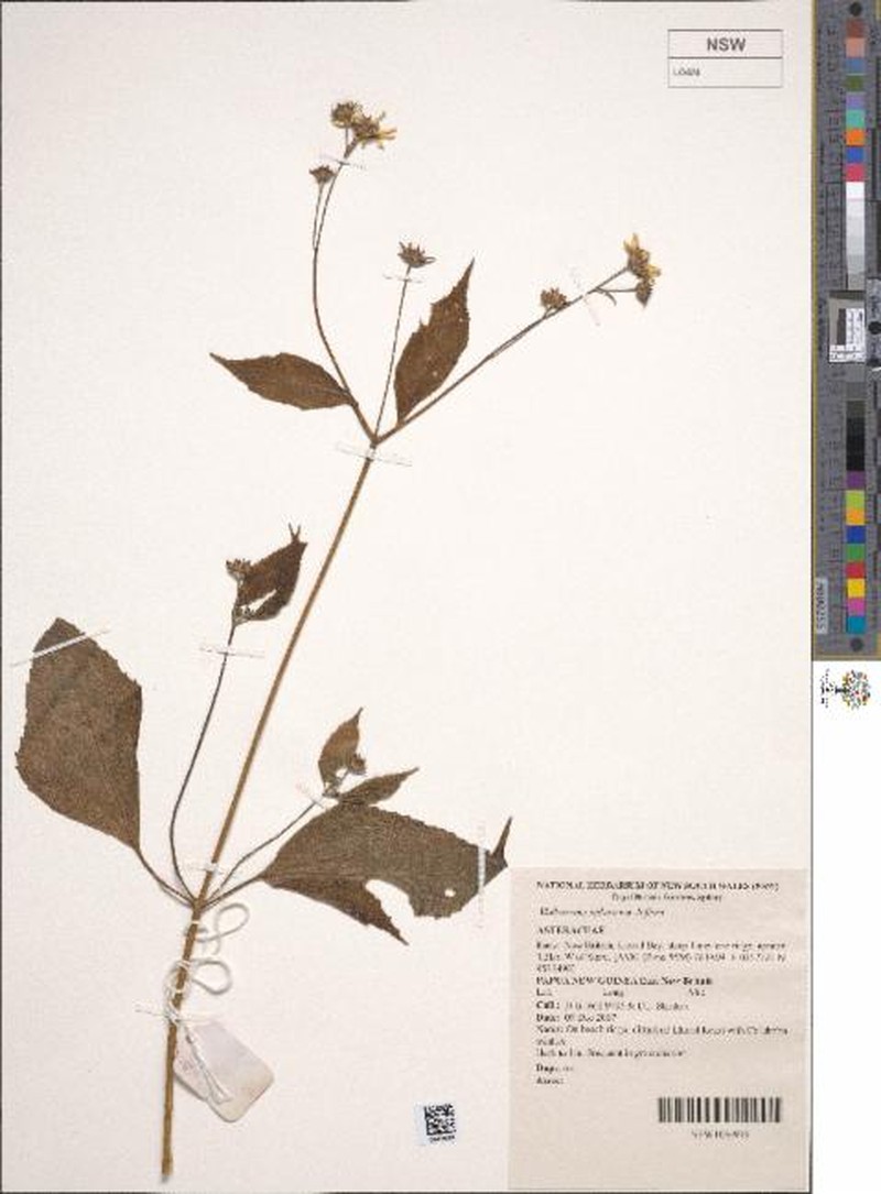 Wollastonia biflora var. biflora photo 2