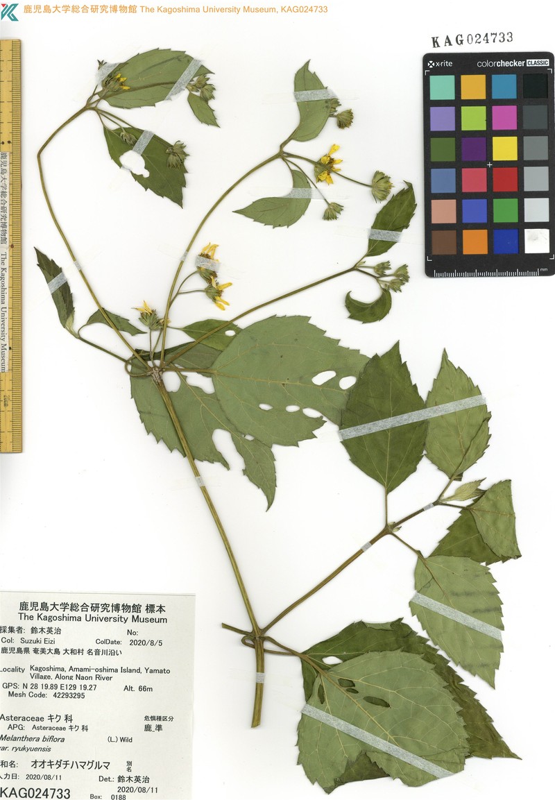 Wollastonia biflora var. ryukyuensis