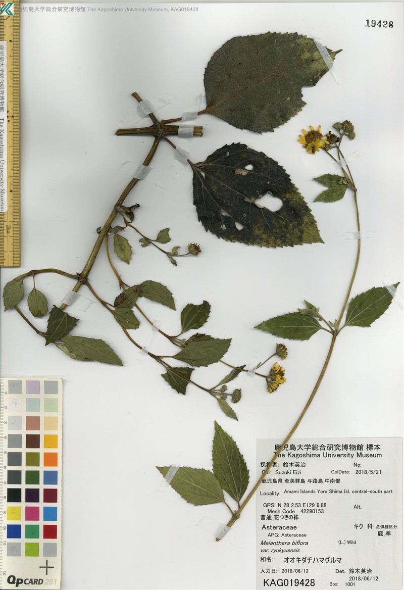Wollastonia biflora var. ryukyuensis photo 2
