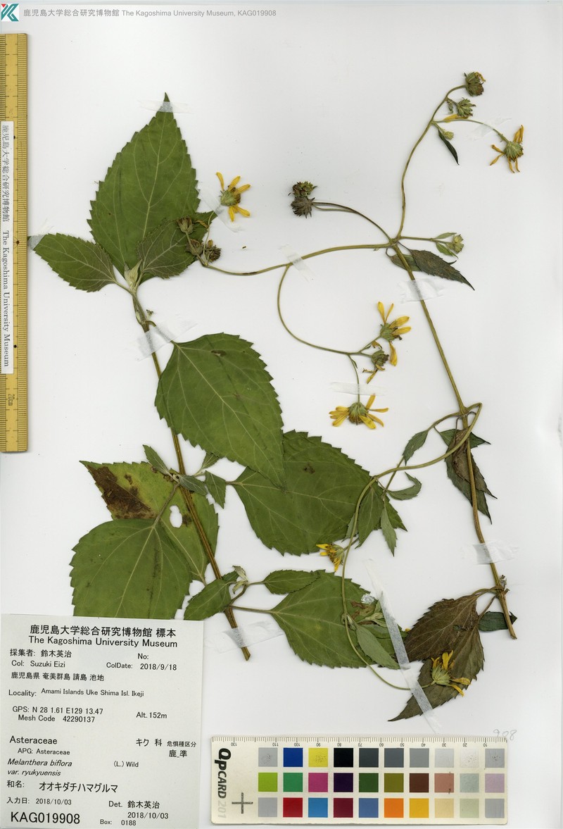 Wollastonia biflora var. ryukyuensis photo 3