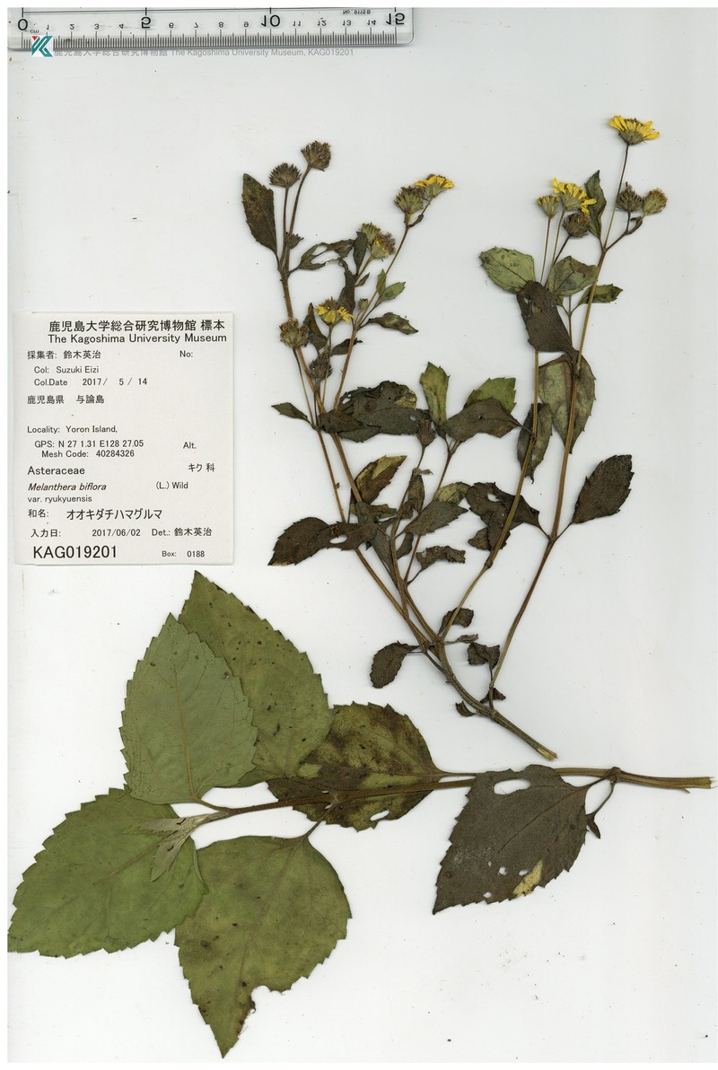 Wollastonia biflora var. ryukyuensis photo 4