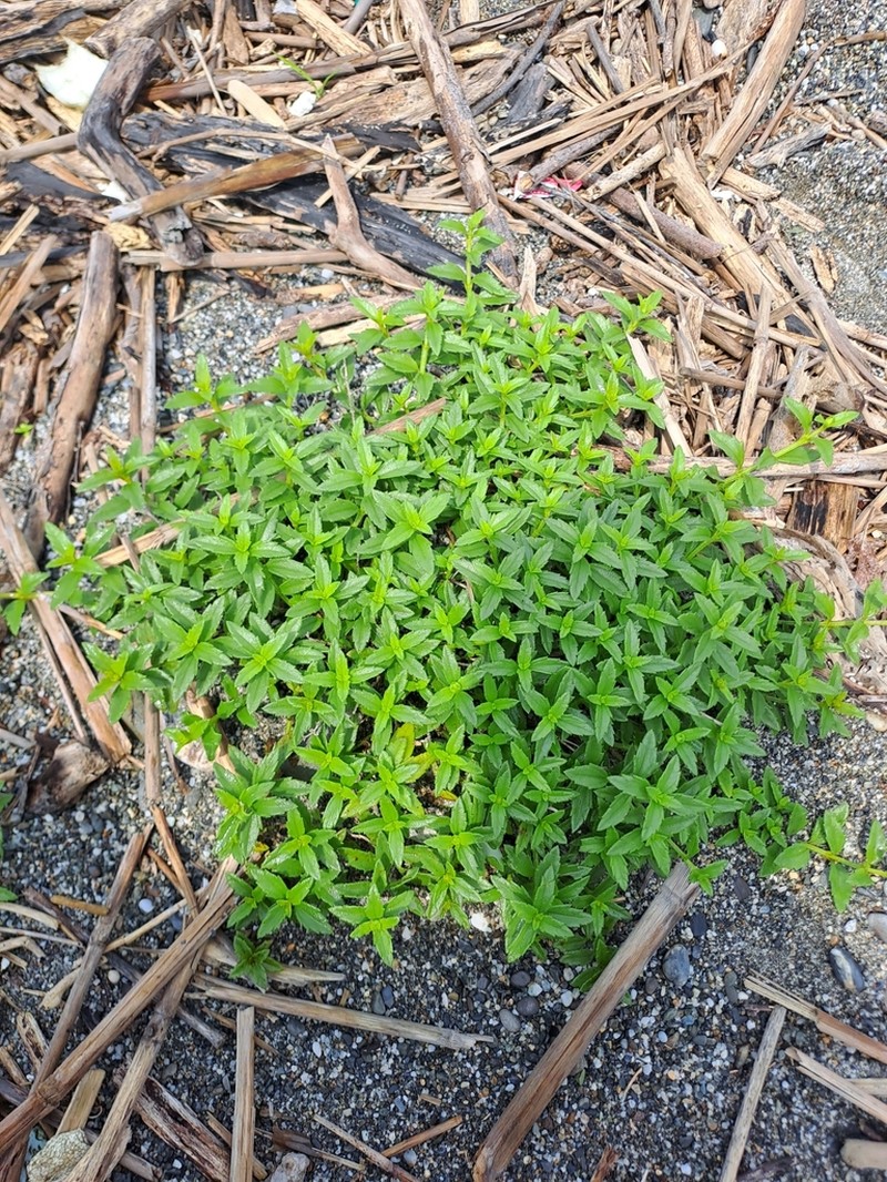 Wollastonia dentata