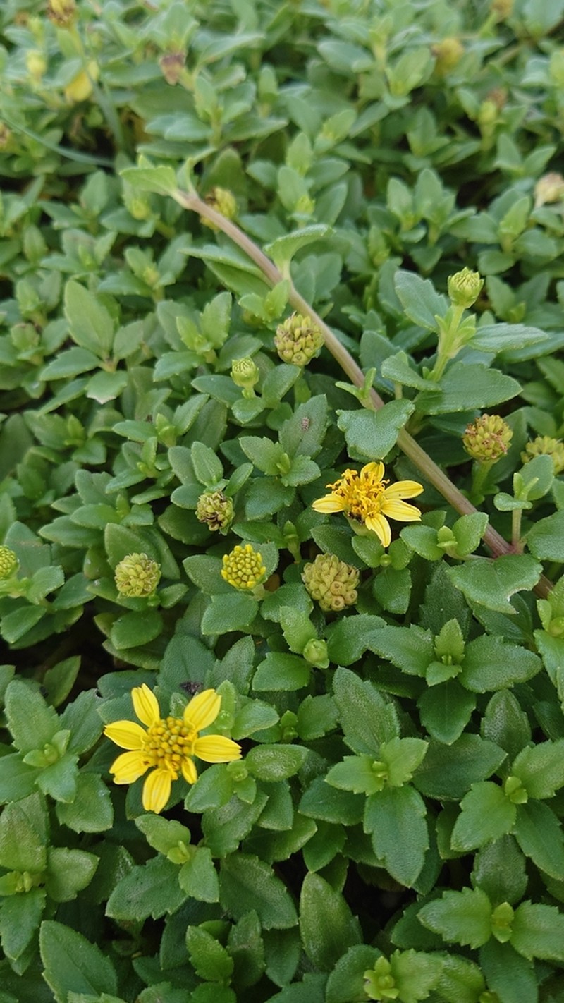 Wollastonia dentata photo 2