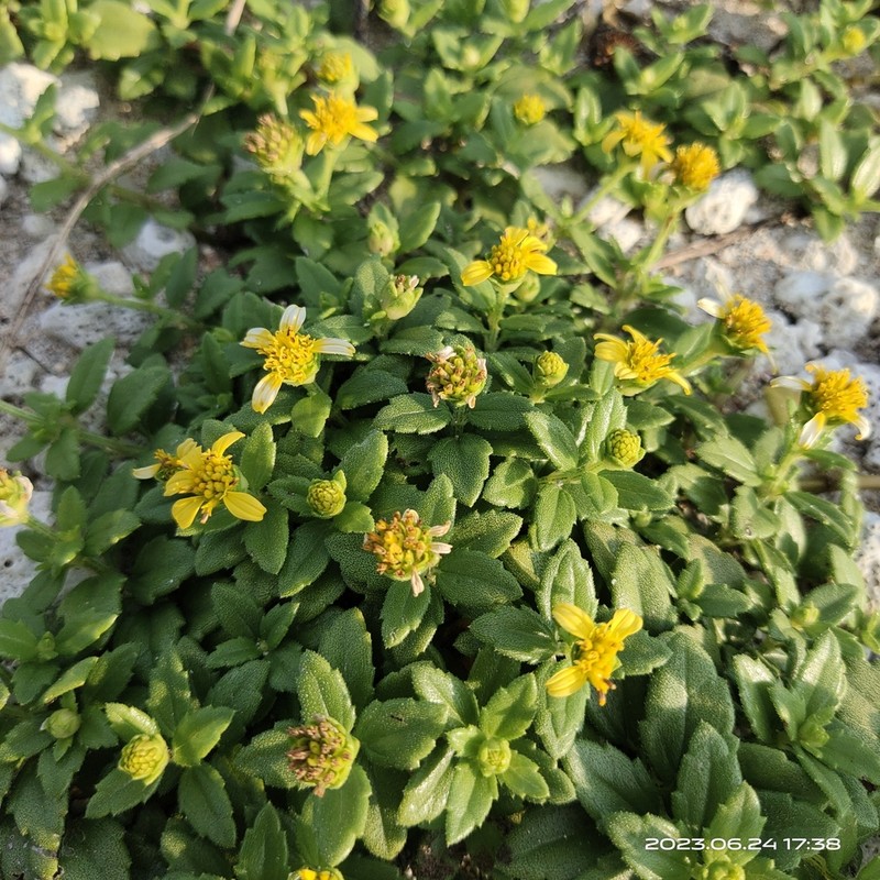 Wollastonia dentata photo 4