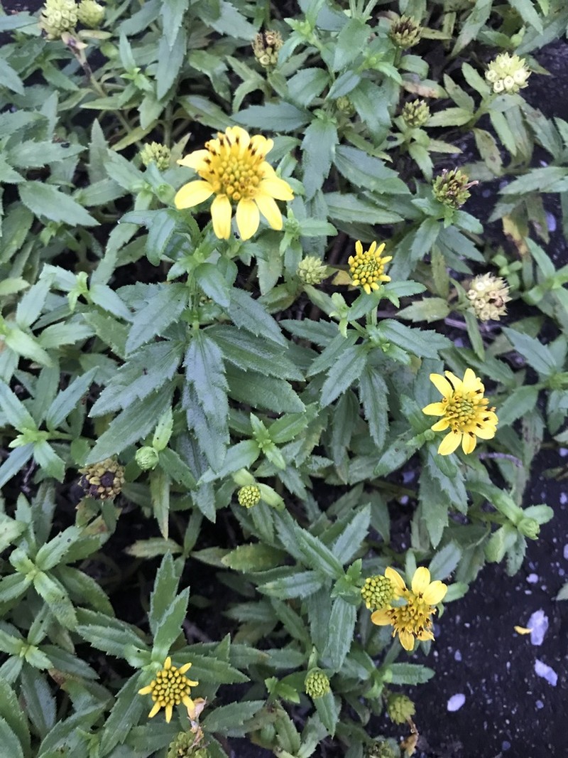 Wollastonia dentata photo 5