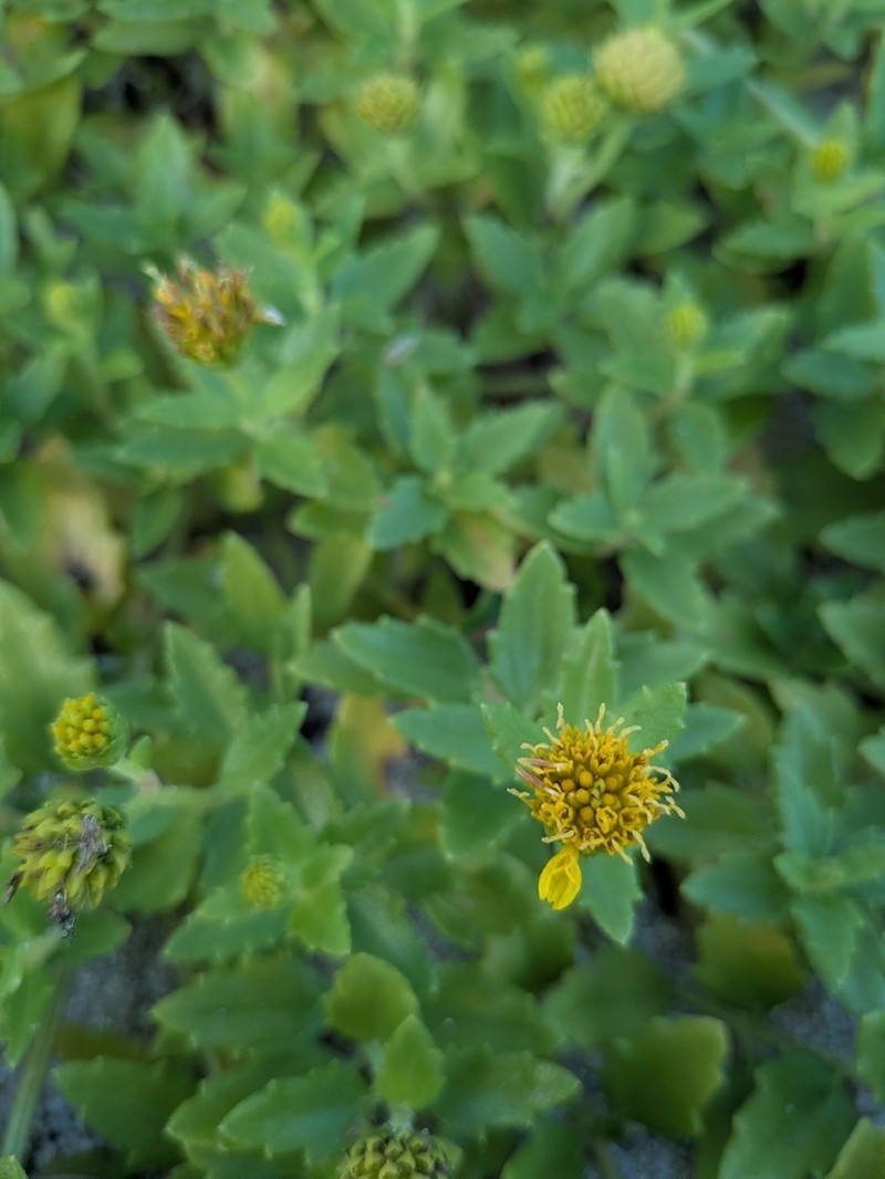 Wollastonia dentata photo 7