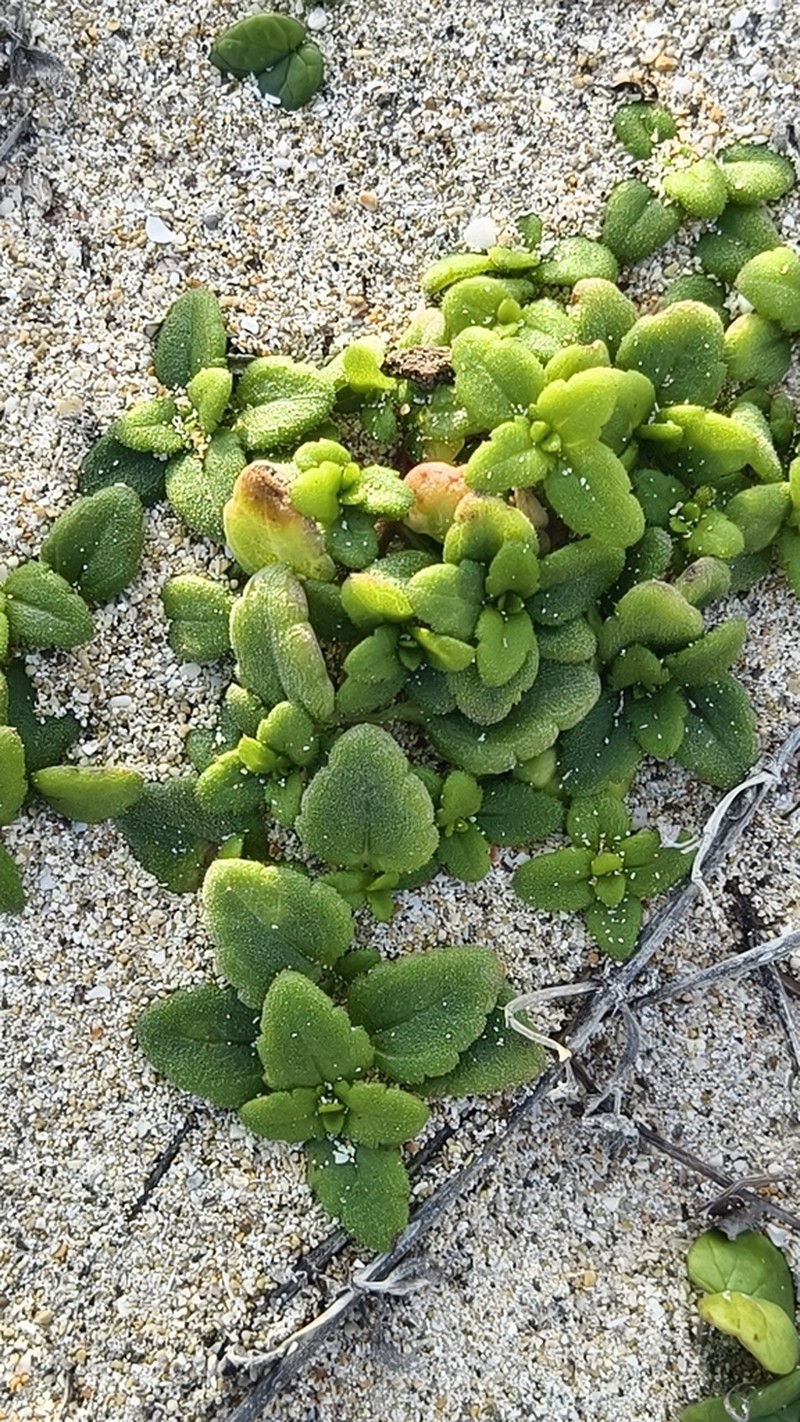 Wollastonia dentata photo 8