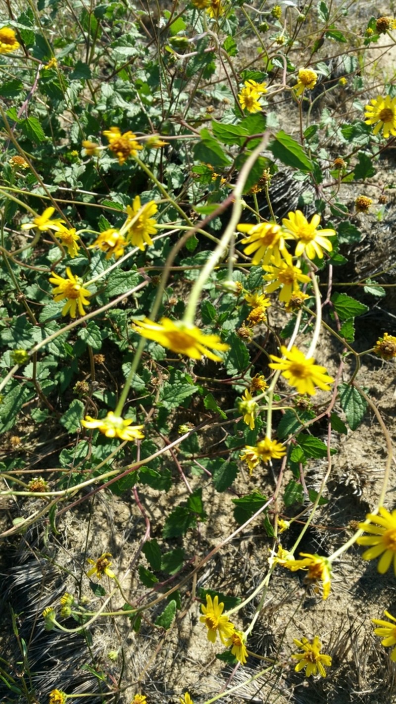 Wollastonia elongata