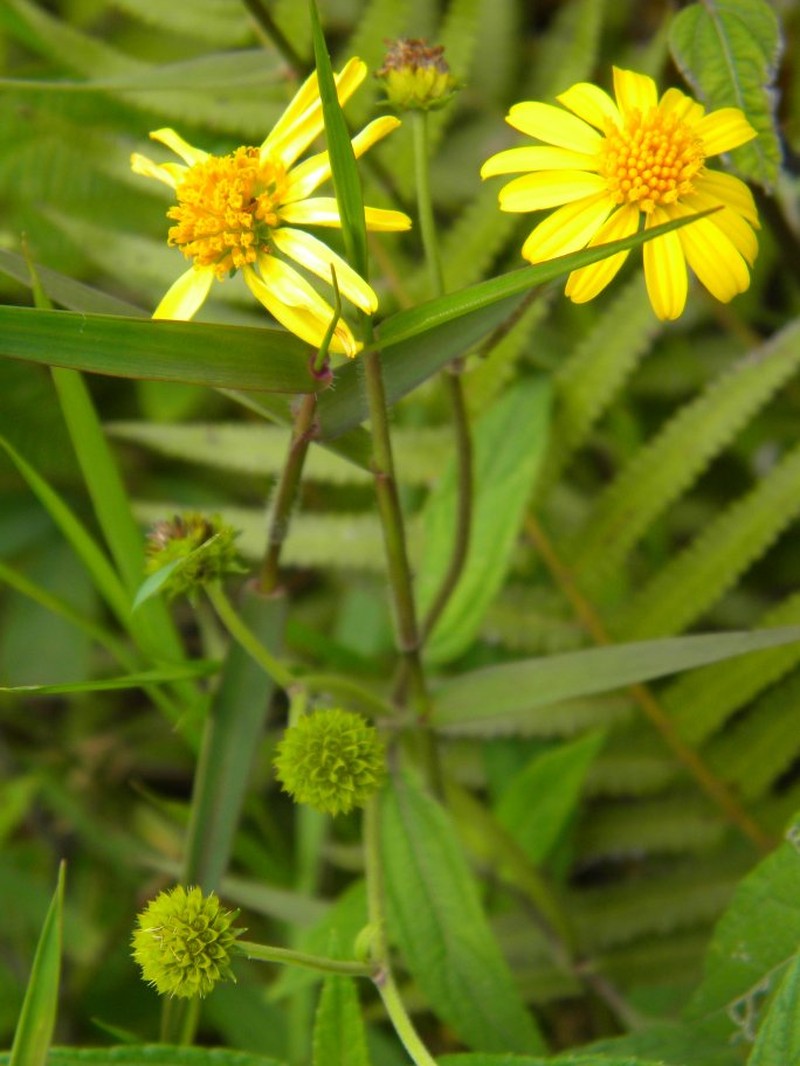 Wollastonia elongata photo 2