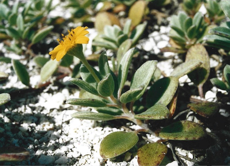Wollastonia lifuana