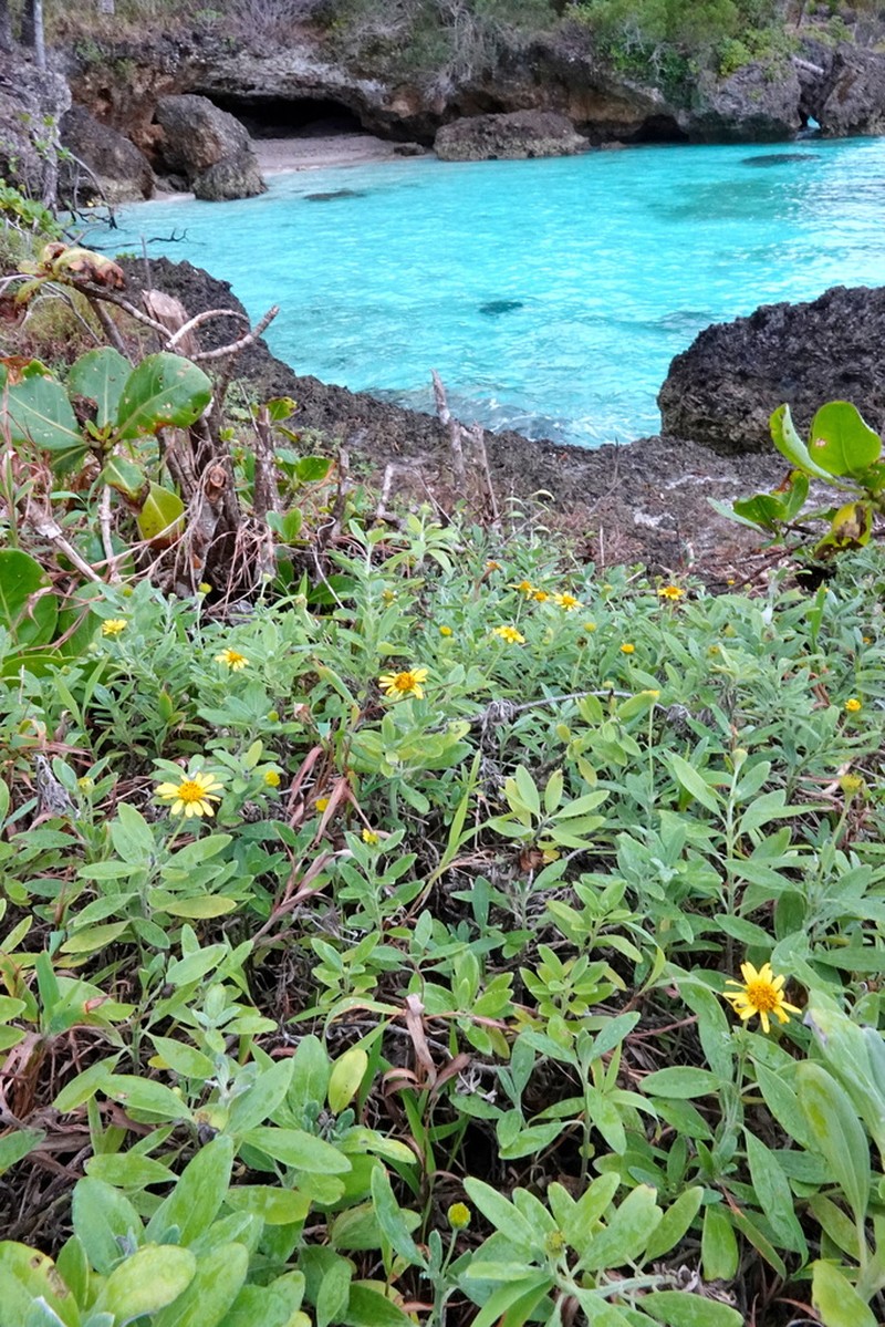 Wollastonia lifuana photo 2