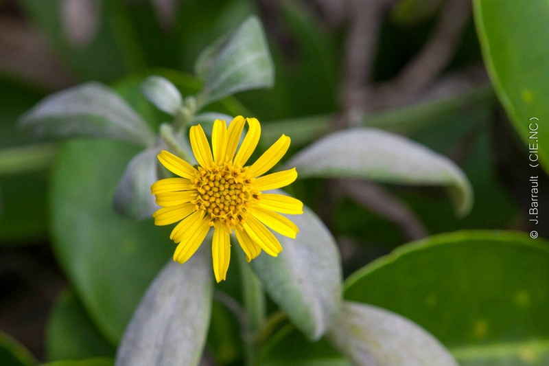 Wollastonia lifuana photo 3