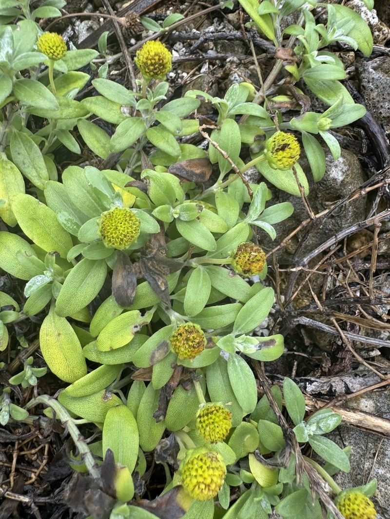 Wollastonia lifuana photo 4
