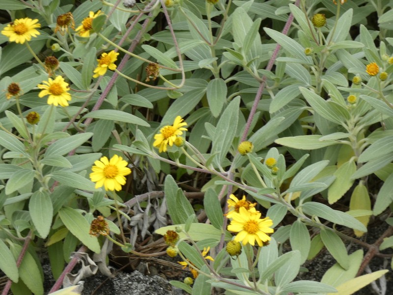 Wollastonia lifuana photo 5