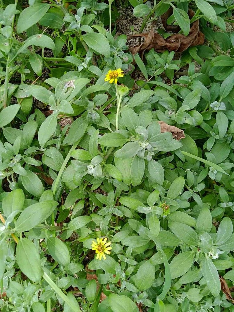 Wollastonia lifuana photo 6