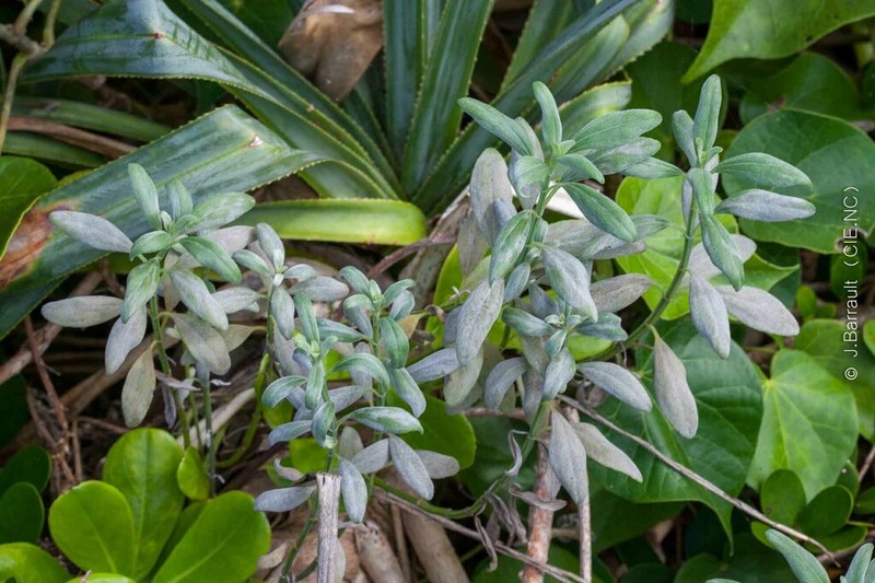 Wollastonia lifuana photo 7