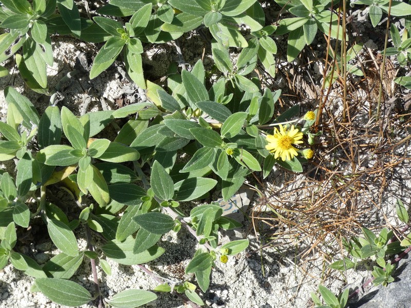 Wollastonia lifuana photo 8